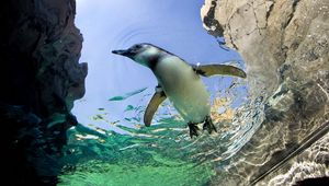 Preview wallpaper penguin, swim, water, rocks