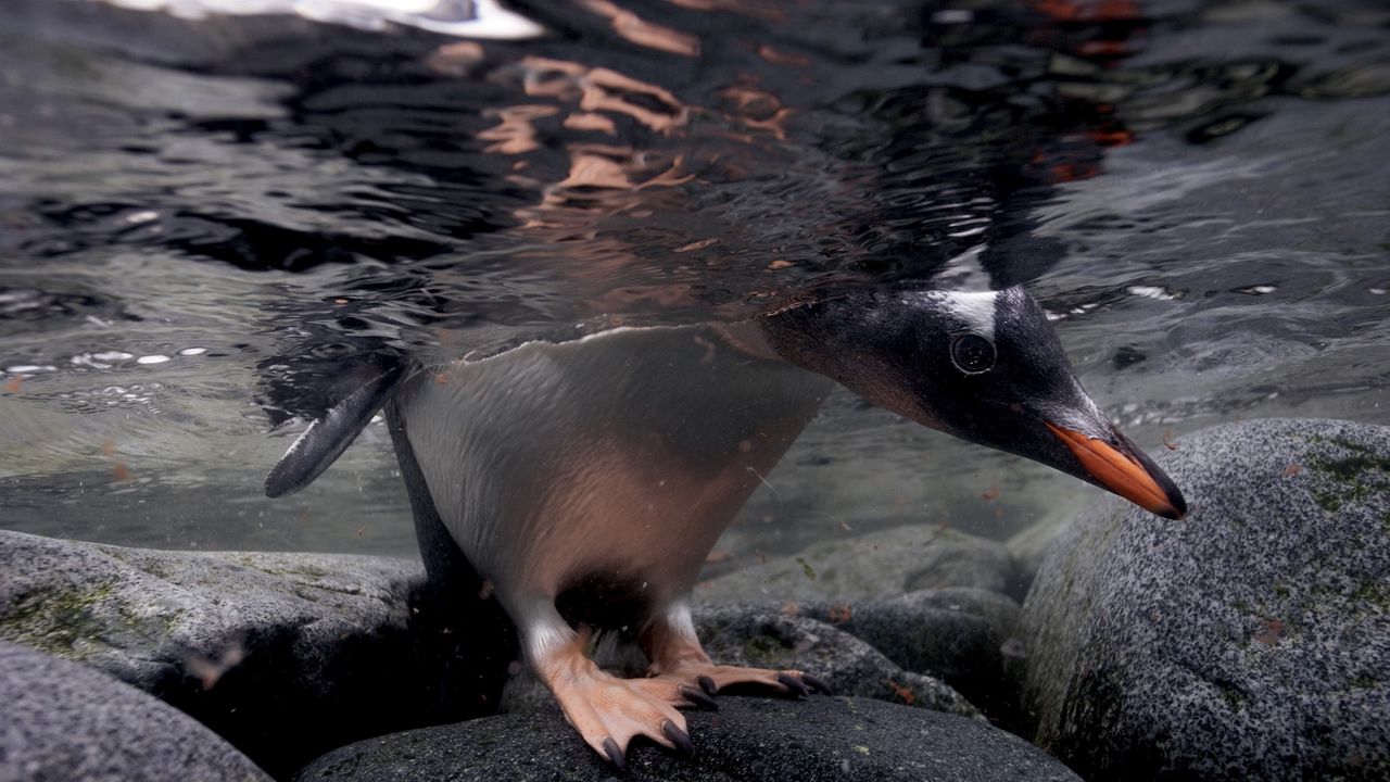 Wallpaper penguin, under water, rocks, walking, hunting, swimming