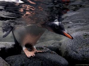 Preview wallpaper penguin, under water, rocks, walking, hunting, swimming