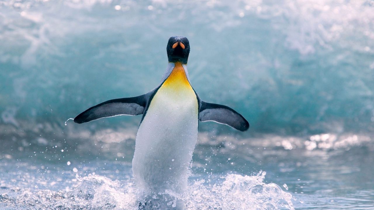 Wallpaper penguin, water, bird, splash