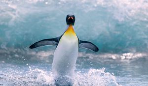 Preview wallpaper penguin, water, bird, splash