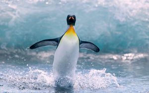 Preview wallpaper penguin, water, bird, splash