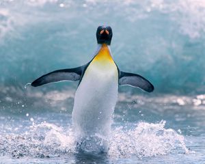 Preview wallpaper penguin, water, bird, splash