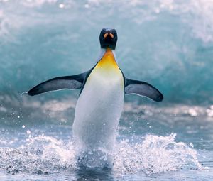 Preview wallpaper penguin, water, bird, splash