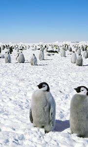 Preview wallpaper penguins, antarctica, bird, walk