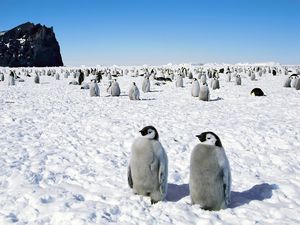 Preview wallpaper penguins, antarctica, bird, walk