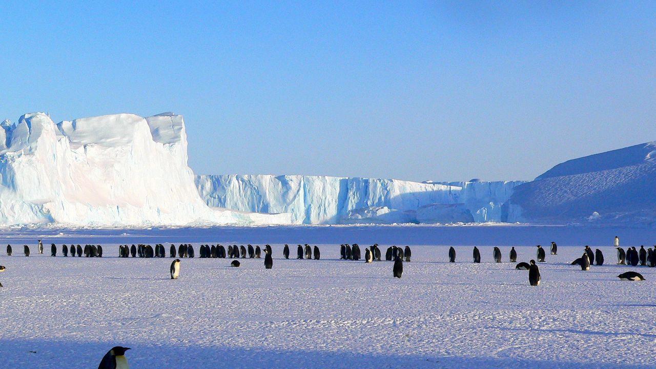 Wallpaper penguins, antarctica, snow, ice floe