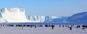 Preview wallpaper penguins, antarctica, snow, ice floe