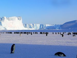 Preview wallpaper penguins, antarctica, snow, ice floe