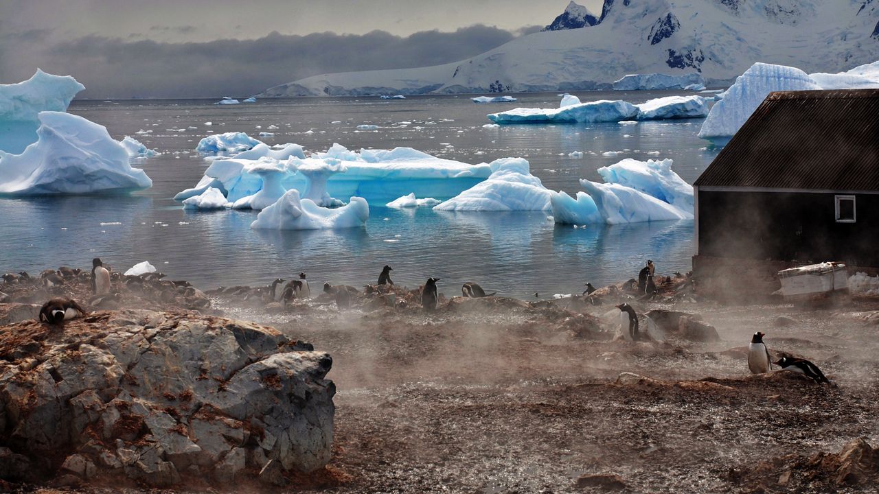 Wallpaper penguins, atmosphere, ice, water, house, fog