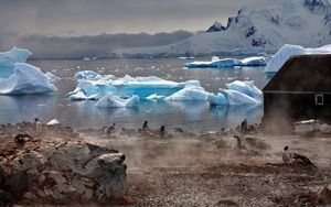 Preview wallpaper penguins, atmosphere, ice, water, house, fog