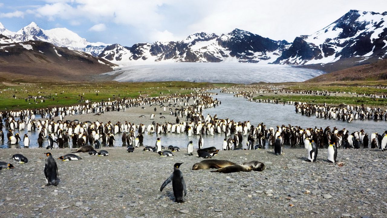 Wallpaper penguins, birds, flock, mountain, peak