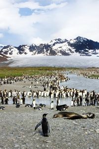 Preview wallpaper penguins, birds, flock, mountain, peak