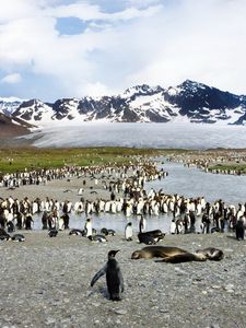 Preview wallpaper penguins, birds, flock, mountain, peak