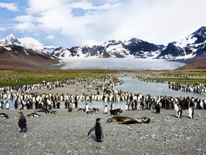 Preview wallpaper penguins, birds, flock, mountain, peak