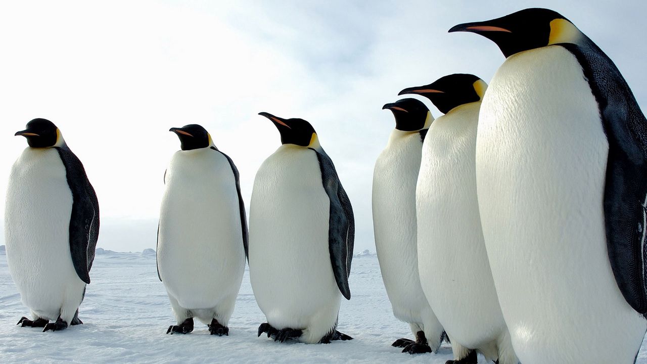 Wallpaper penguins, birds, flock, color