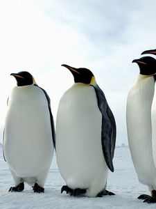 Preview wallpaper penguins, birds, flock, color