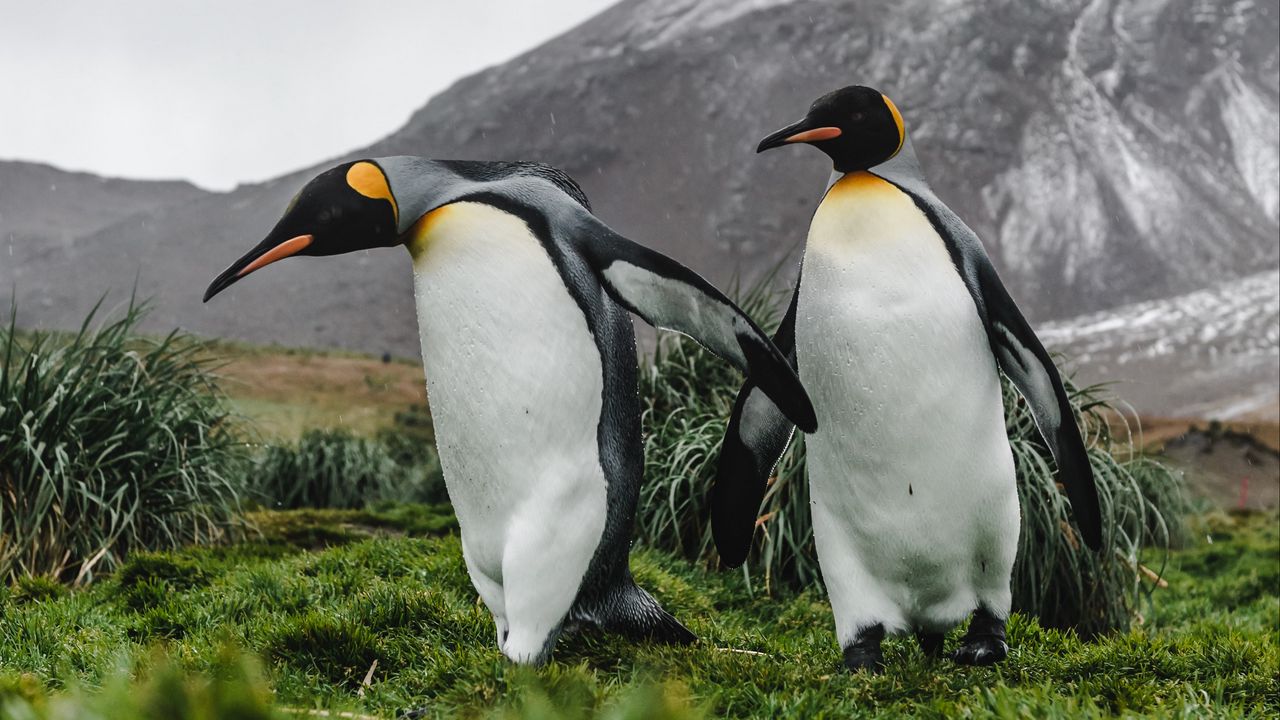 Wallpaper penguins, birds, grass, mountain, wildlife