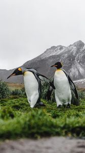 Preview wallpaper penguins, birds, grass, mountain, wildlife