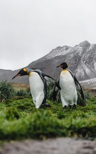 Preview wallpaper penguins, birds, grass, mountain, wildlife