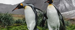 Preview wallpaper penguins, birds, grass, mountain, wildlife
