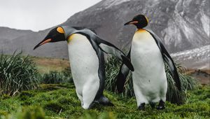 Preview wallpaper penguins, birds, grass, mountain, wildlife