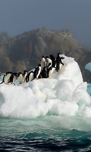 Preview wallpaper penguins, birds, jump, snow, water, antarctica