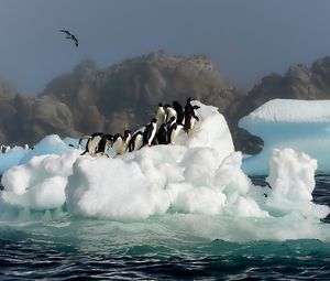 Preview wallpaper penguins, birds, jump, snow, water, antarctica