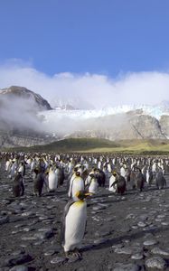 Preview wallpaper penguins, birds, mountains, clouds