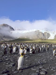 Download wallpaper 240x320 penguins, birds, mountains, clouds old ...