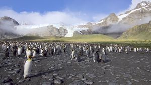 Preview wallpaper penguins, birds, mountains, clouds