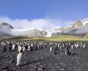 Preview wallpaper penguins, birds, mountains, clouds