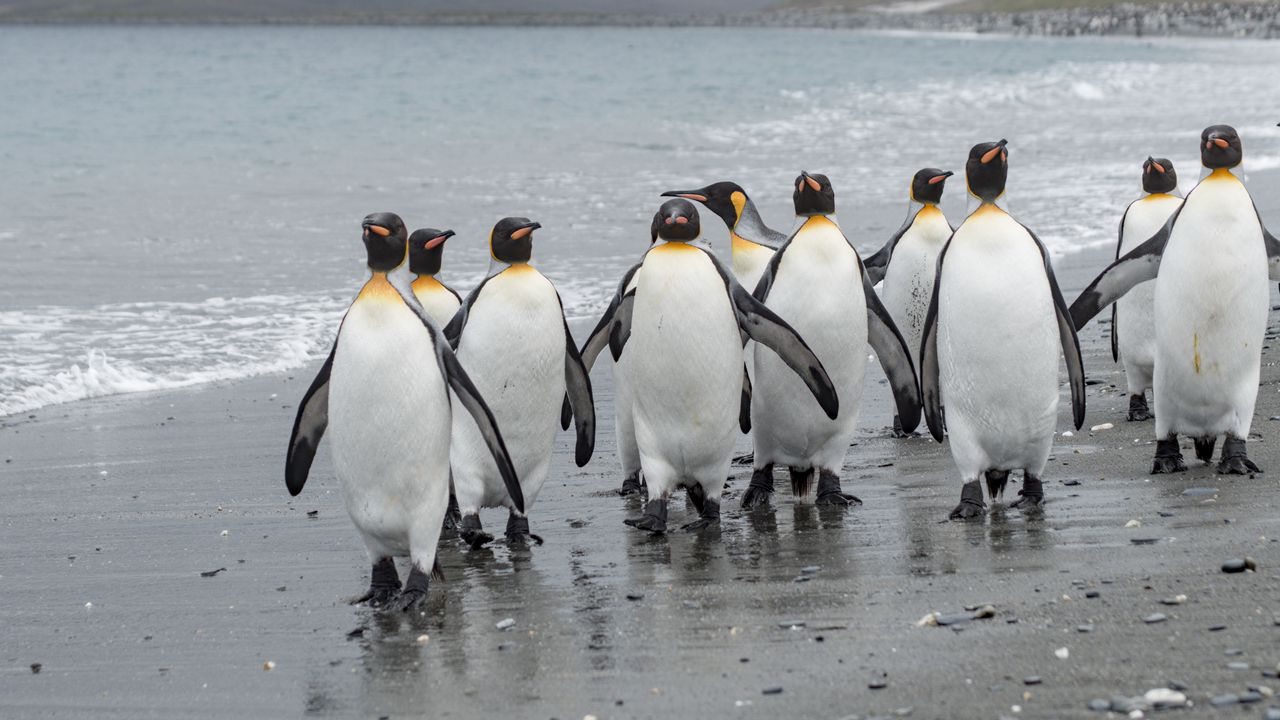 Wallpaper penguins, birds, shore, wildlife