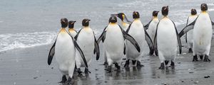 Preview wallpaper penguins, birds, shore, wildlife