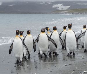 Preview wallpaper penguins, birds, shore, wildlife