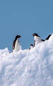 Preview wallpaper penguins, birds, snow, wildlife