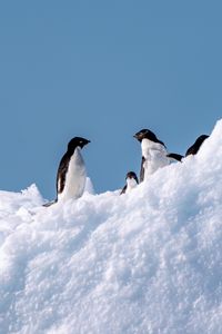 Preview wallpaper penguins, birds, snow, wildlife