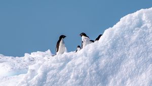 Preview wallpaper penguins, birds, snow, wildlife