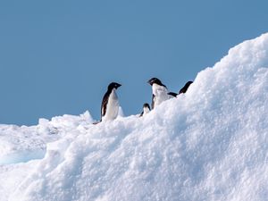 Preview wallpaper penguins, birds, snow, wildlife