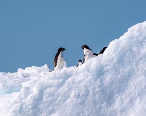 Preview wallpaper penguins, birds, snow, wildlife