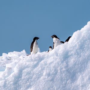 Preview wallpaper penguins, birds, snow, wildlife