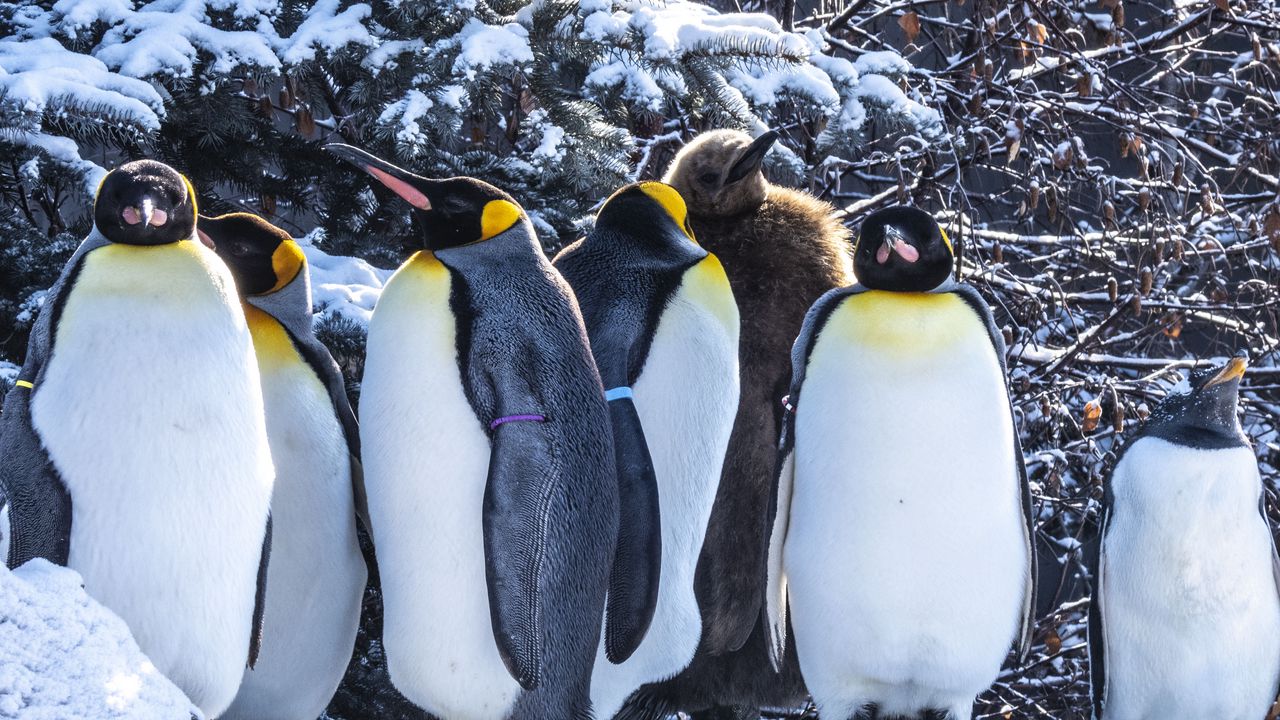 Wallpaper penguins, birds, snow, winter