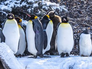 Preview wallpaper penguins, birds, snow, winter