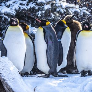 Preview wallpaper penguins, birds, snow, winter