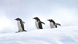 Preview wallpaper penguins, birds, snow, walk