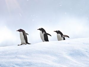 Preview wallpaper penguins, birds, snow, walk
