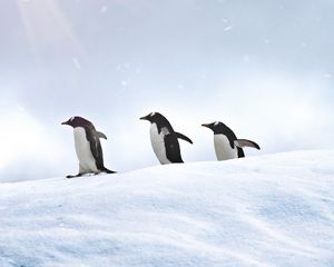 Preview wallpaper penguins, birds, snow, walk