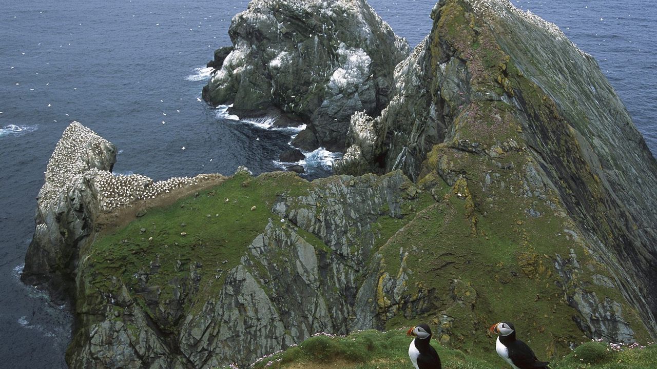 Wallpaper penguins, coast, rocks, ocean, seagulls