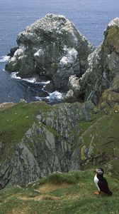 Preview wallpaper penguins, coast, rocks, ocean, seagulls