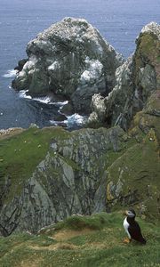 Preview wallpaper penguins, coast, rocks, ocean, seagulls